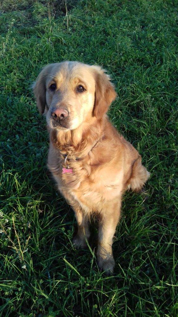 My lovely dog Du Royaume d'Häagen-Dazs