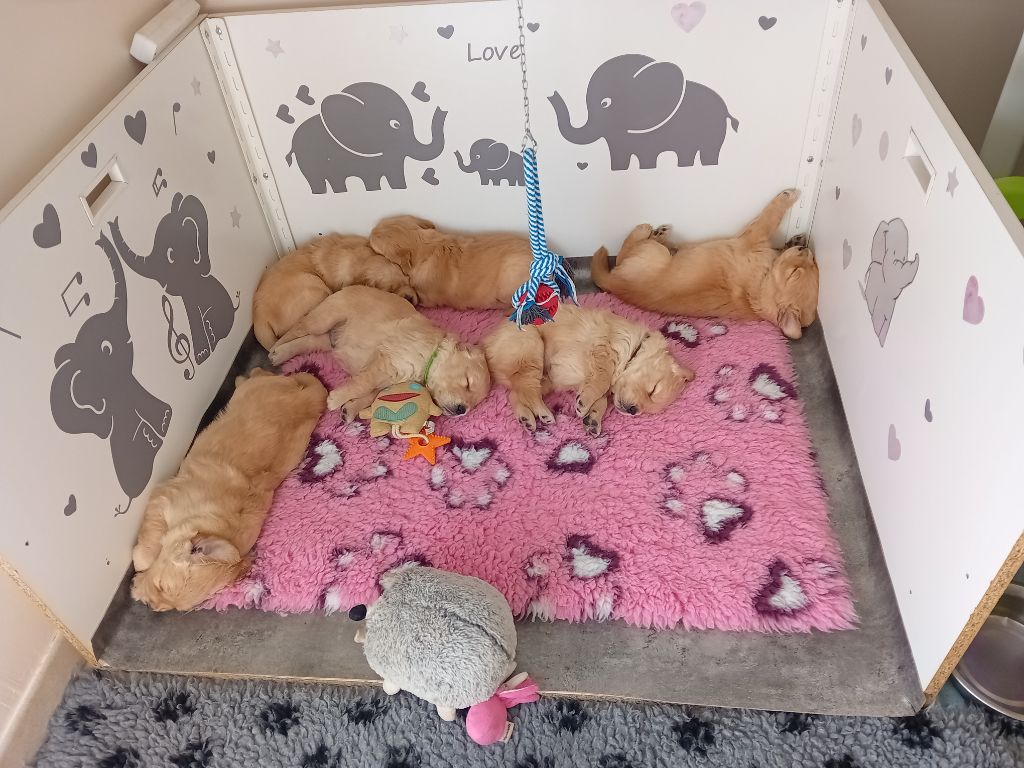 Les bébés de Ph?nyx et Sky sont nés ! 