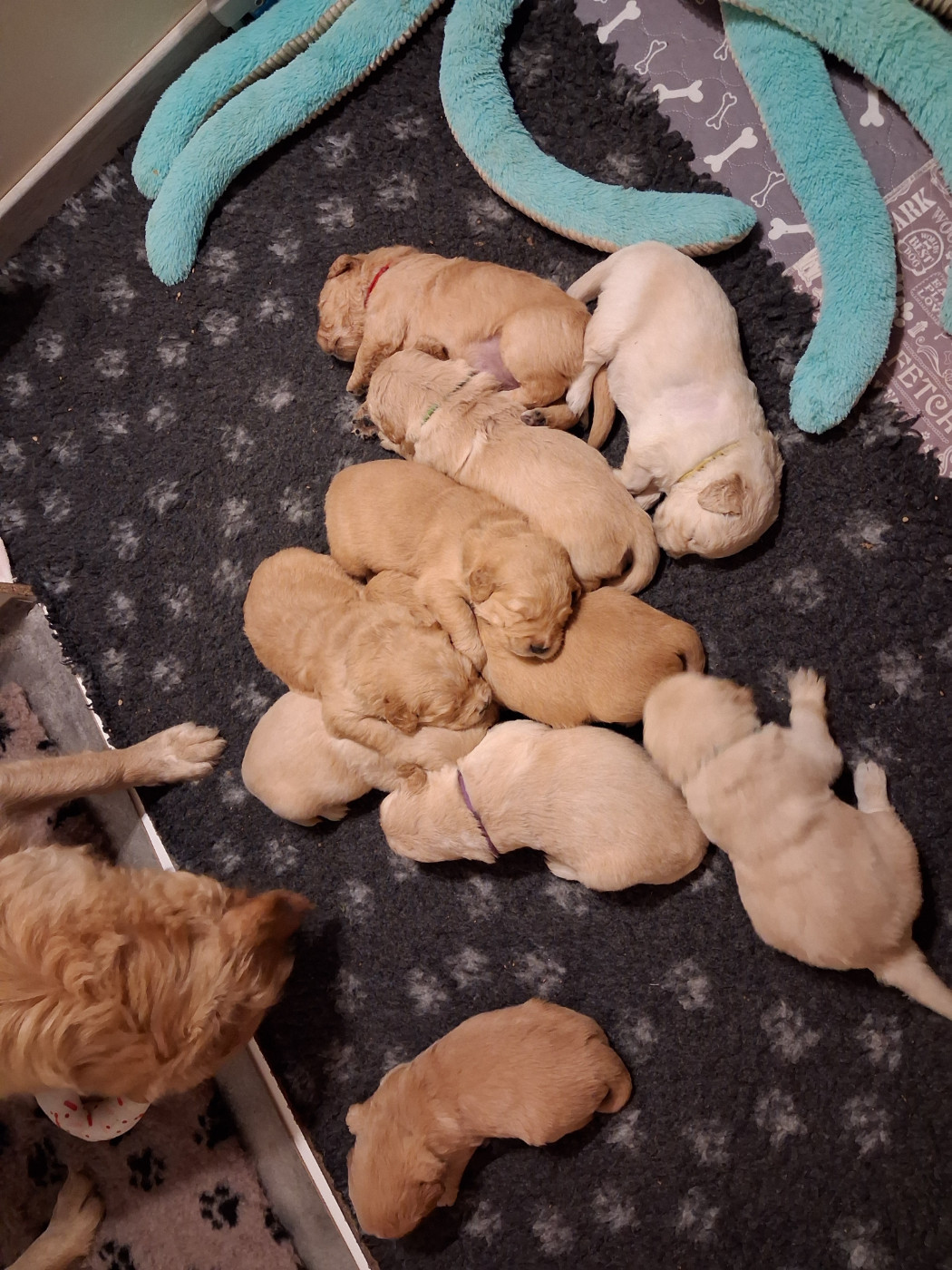 Du Royaume d'Häagen-Dazs - Chiots disponibles - Golden Retriever