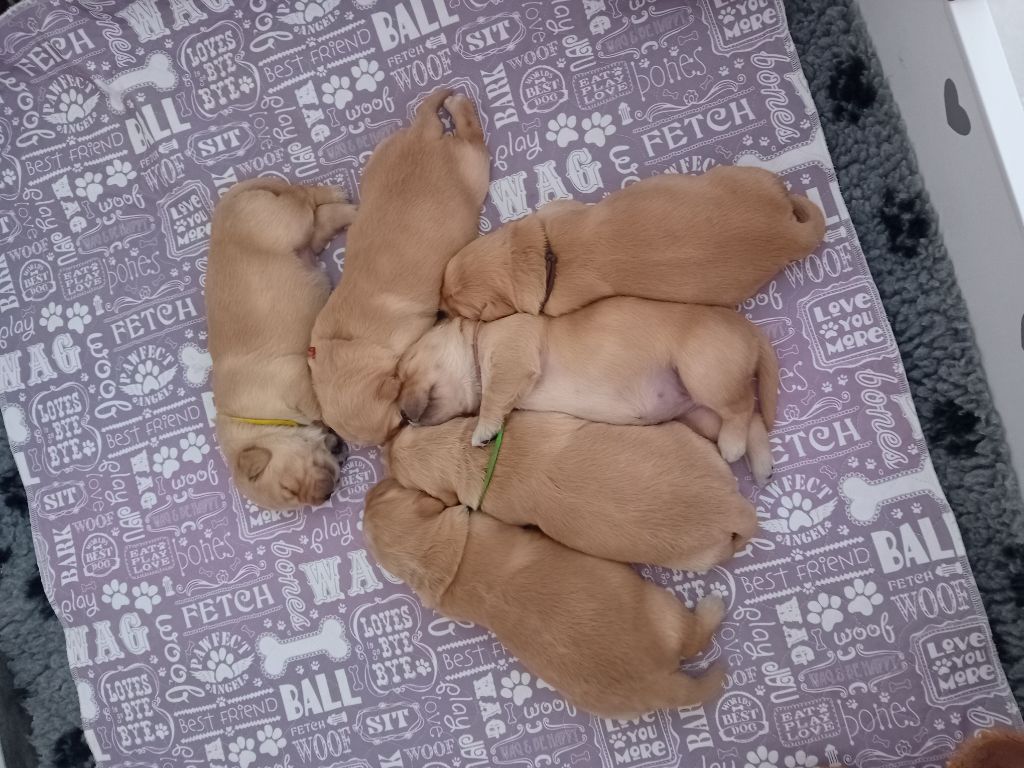 Chiot Golden Retriever Du Royaume d'Häagen-Dazs