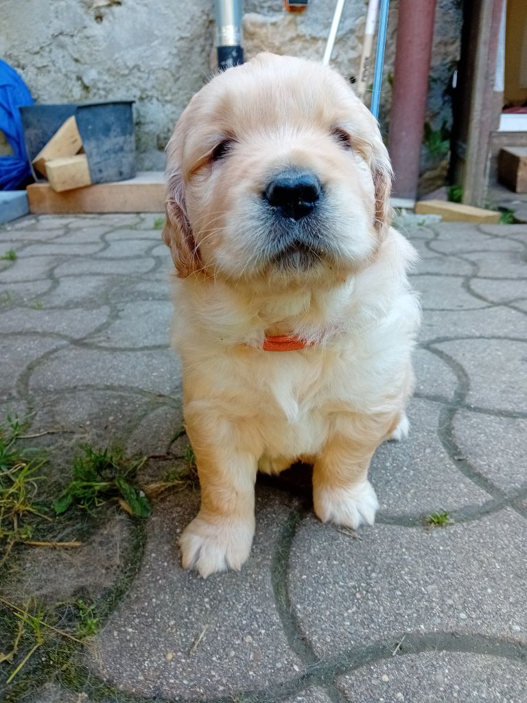 Du Royaume d'Häagen-Dazs - Chiots disponibles - Golden Retriever