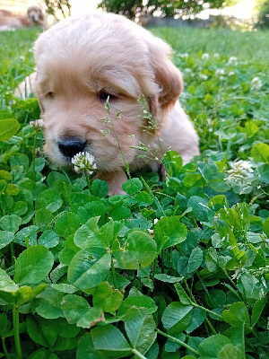Alf